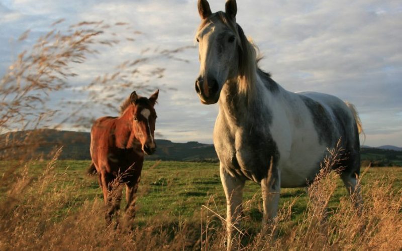 чему лошади в конном спорте могут научить нас